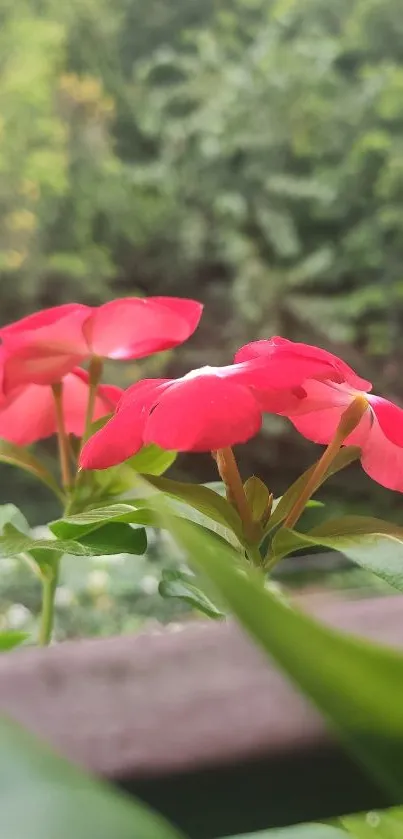 Red flowers in focus with blurry greenery in the background.