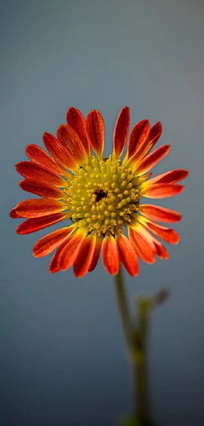 Red flower with vibrant petals against a blue gray background.