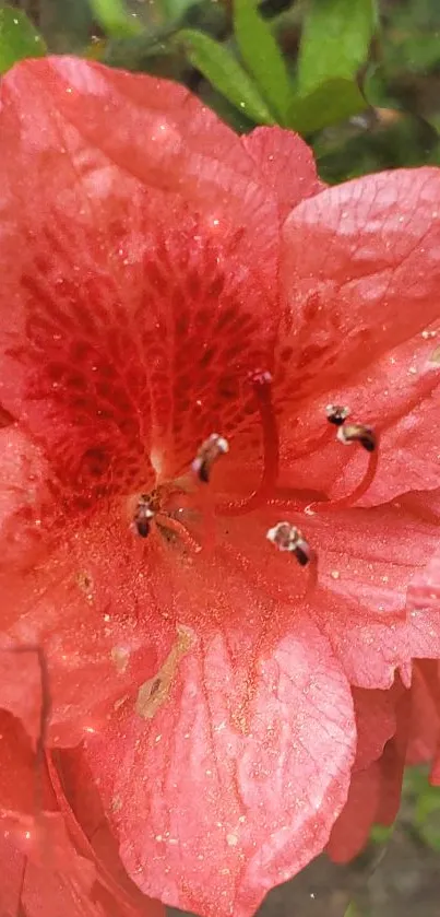 Close-up of a vibrant red flower with lush greenery backdrop.