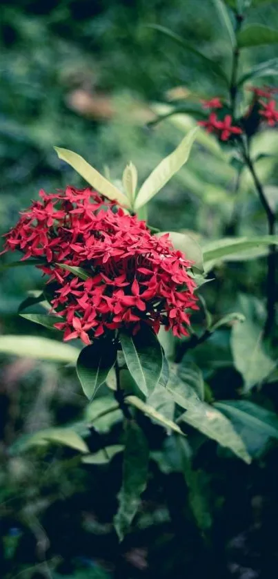 Vibrant red flowers amidst lush green leaves in a tranquil garden setting.