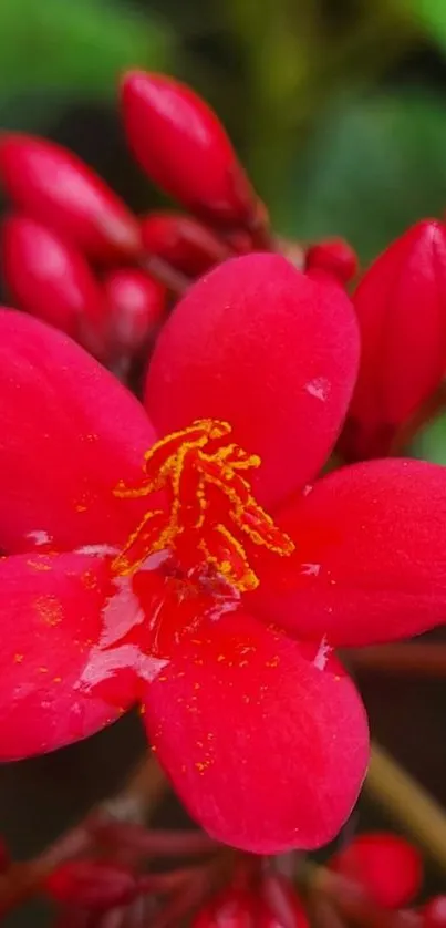 Close-up of a vibrant red flower with detailed petals and yellow stamens.