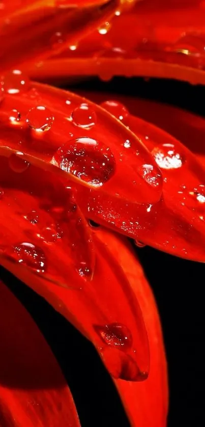 Closeup of red flower petals with dewdrops, vibrant mobile wallpaper.