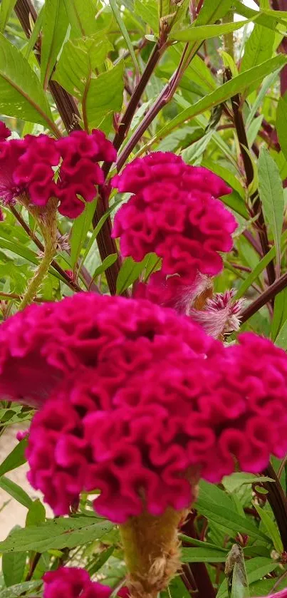 Vivid pink flower clusters amidst green leaves on a sunny day.