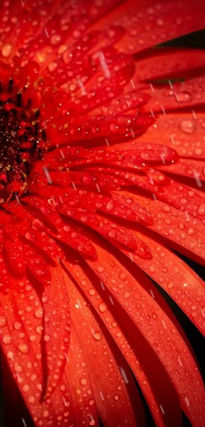 Vibrant red flower with raindrops against a dark background.