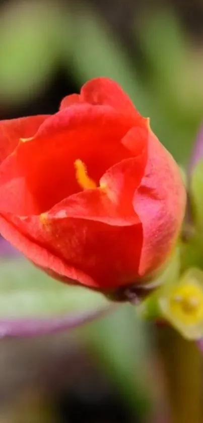 Close-up of a vibrant red flower with green and purple background.