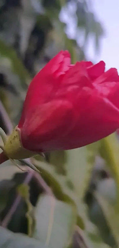 Close-up of a bright red flower against green leaves.