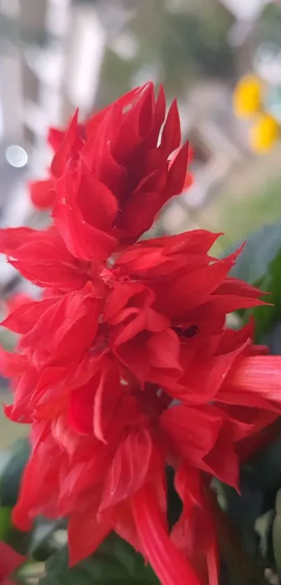 Close-up of vibrant red flower in a garden setting.