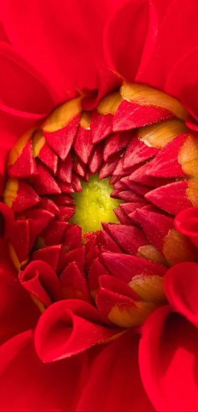 Close-up of a vibrant red flower with intricate petal patterns.