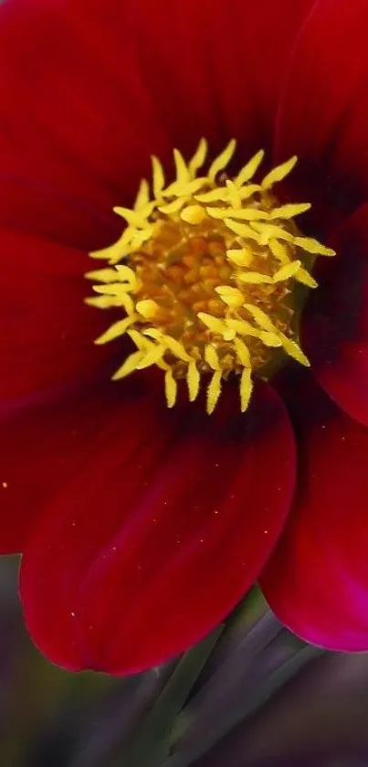 Vibrant red flower with a striking yellow center on a mobile wallpaper.