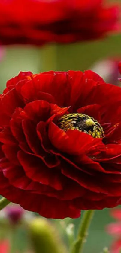 Close-up of a vibrant red flower in full bloom.