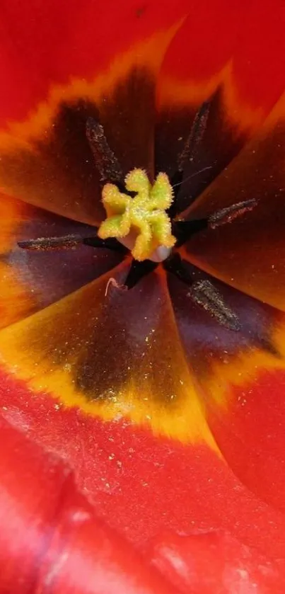 Close-up of a vibrant red flower with detailed petals.