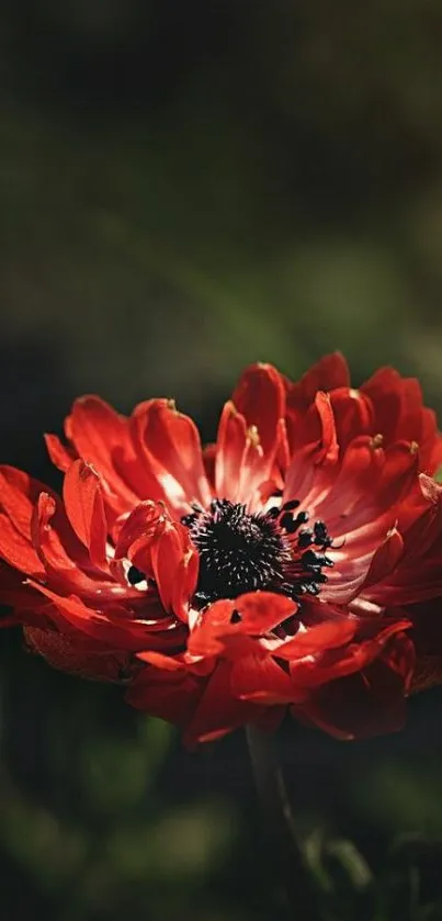 A vibrant red flower with dramatic shadows and rich petals.