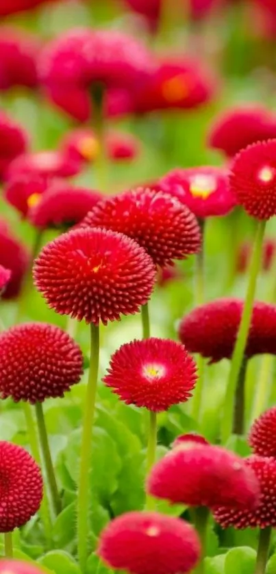 Vibrant red flowers with green leaves wallpaper.