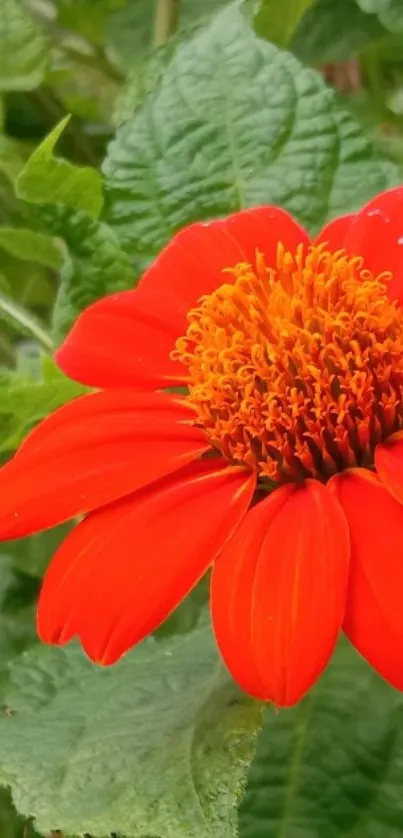 Bright red flower with green leaf background.