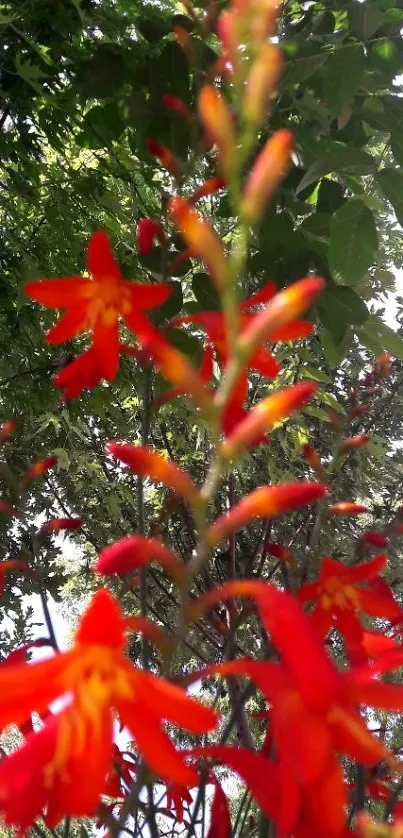 Red flowers with green leaves background.