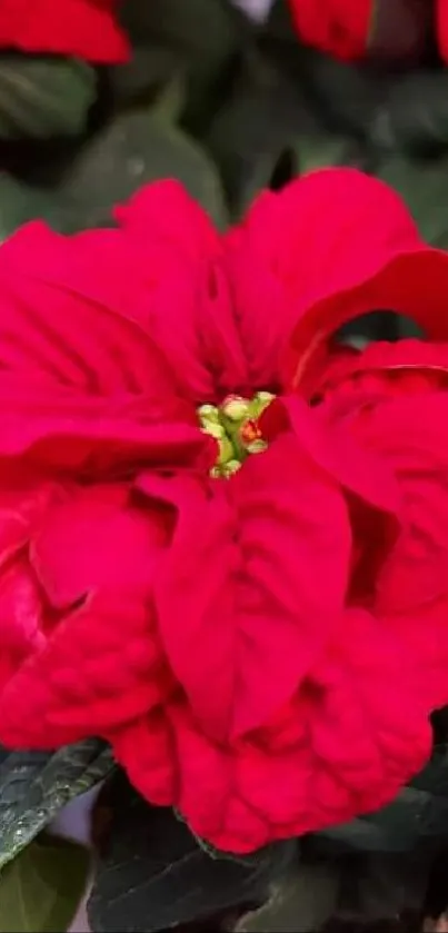 Vibrant red flowers with lush green leaves.