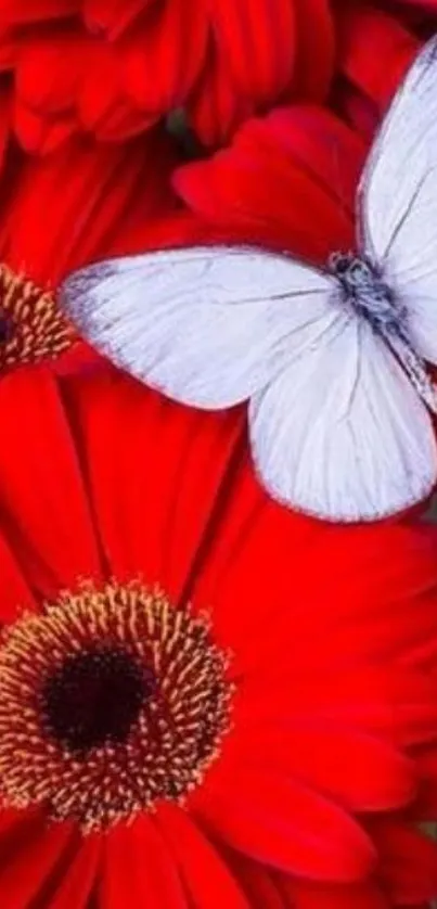 A white butterfly sits atop vibrant red flowers.