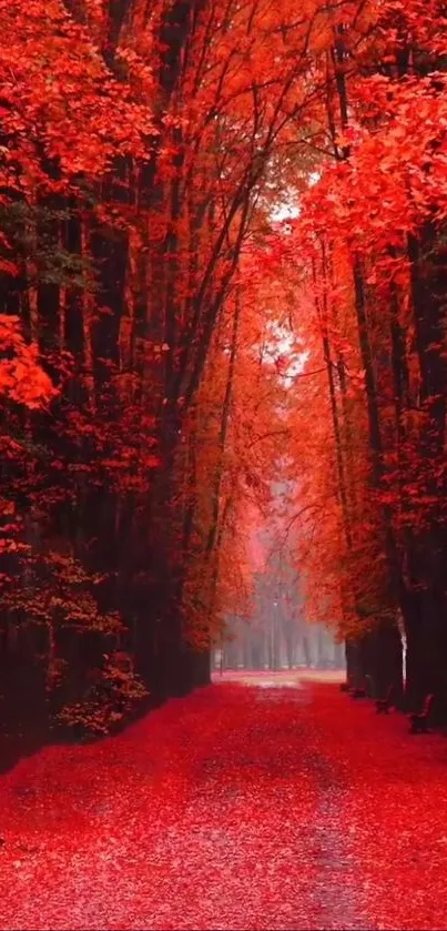 Vibrant red forest path with vivid foliage.