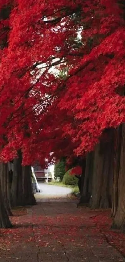 Vibrant red leaves over a forest path.