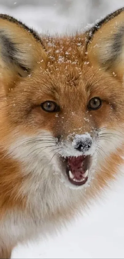 Close-up of a red fox in a snowy landscape, showcasing vibrant colors.