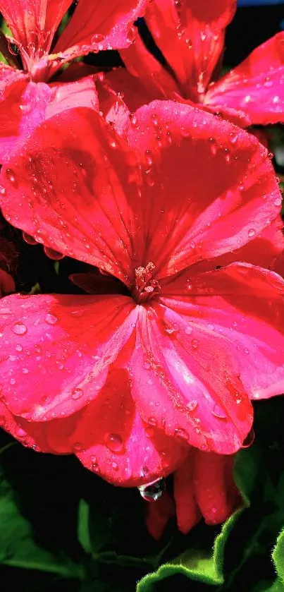 Red geranium flower with green leaves and water droplets.