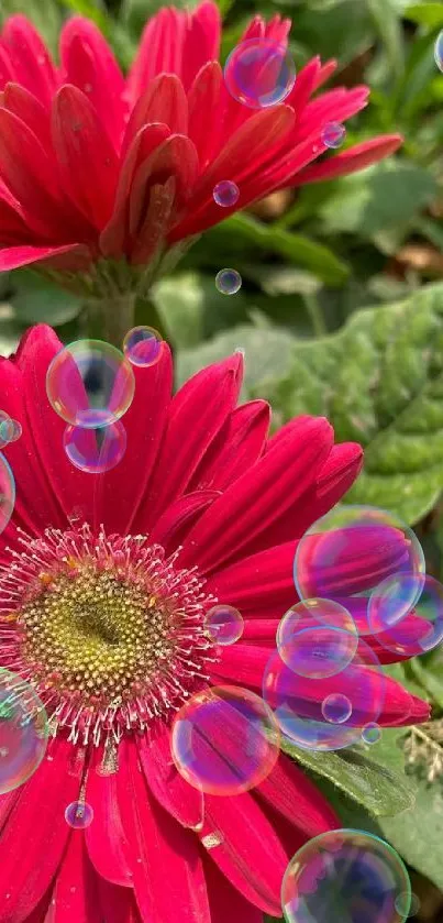 Vibrant red Gerbera daisies in a garden setting with green leaves.