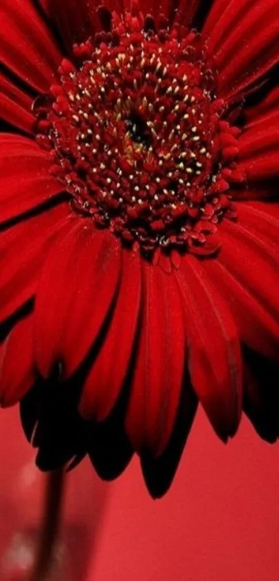 Close-up of a vibrant red gerbera flower wallpaper.