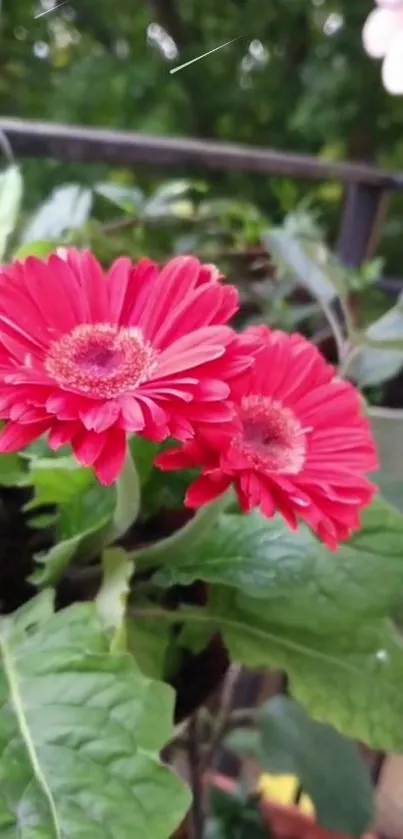 Vibrant red gerbera daisies with lush green leaves background.