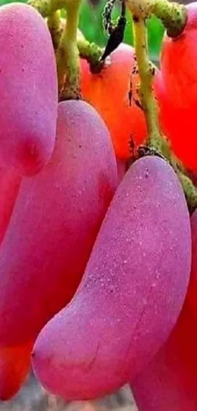 Close-up of vibrant red grapes on the vine, showcasing natural beauty.