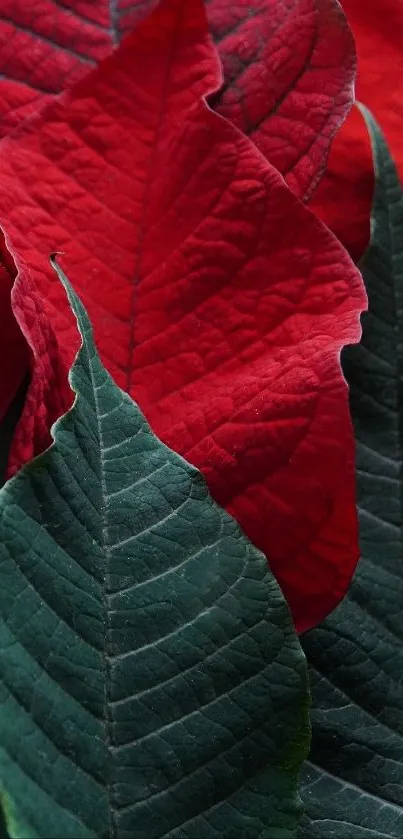 Close-up of vibrant red and green leaves with intricate patterns.