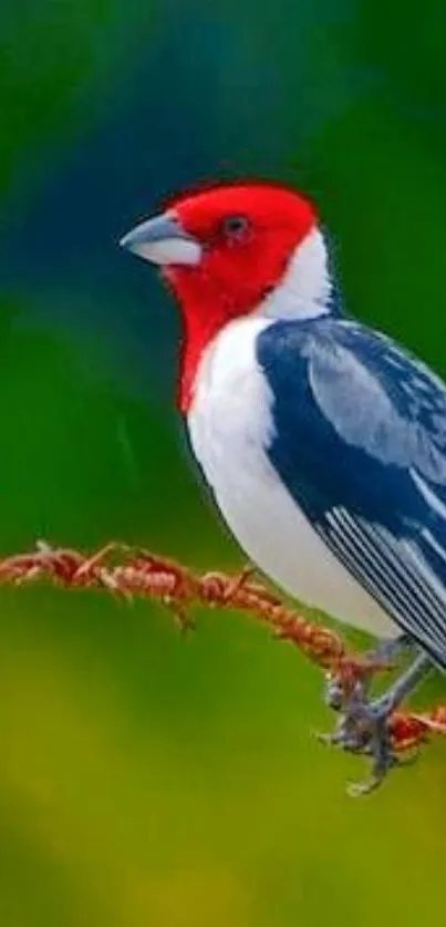 Red-headed bird perched with green background.