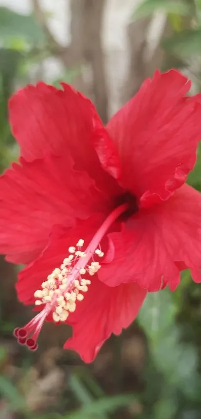 Vibrant red hibiscus flower against green foliage.