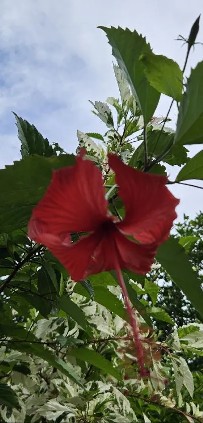 Vibrant red hibiscus flower amidst green leaves and blue sky.