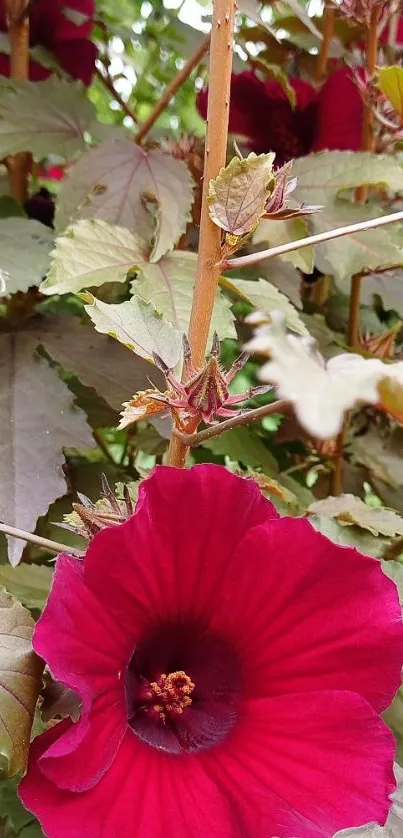 Vibrant red hibiscus flower amidst green foliage.