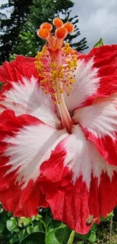 Red and white hibiscus flower in garden setting mobile wallpaper.