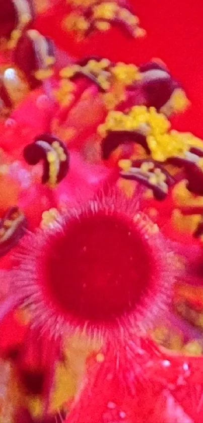 Close-up of a vibrant red hibiscus flower with intricate stamen details.