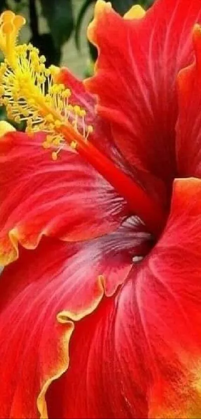 Vibrant red hibiscus with yellow tips.