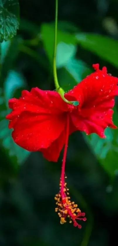 Vibrant red hibiscus flower with lush green leaves.