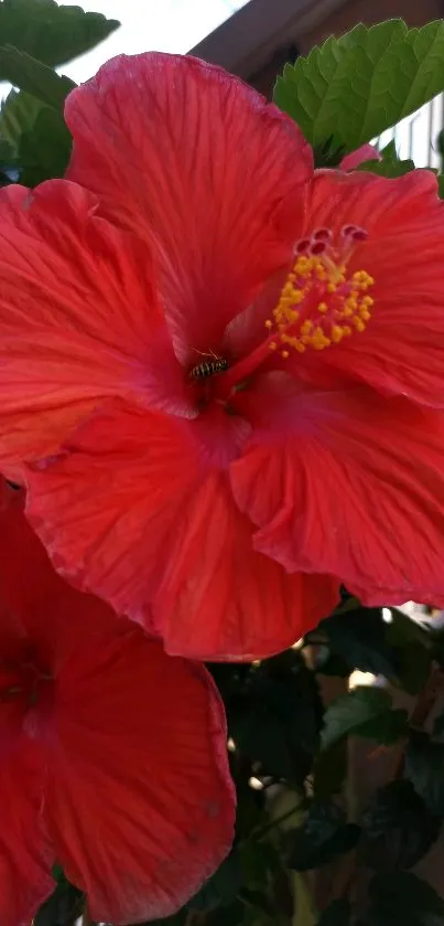 Red hibiscus flower with vibrant petals and green leaves for mobile wallpaper.