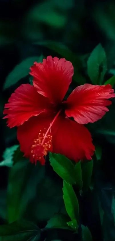 Vibrant red hibiscus flower with lush green leaves background.