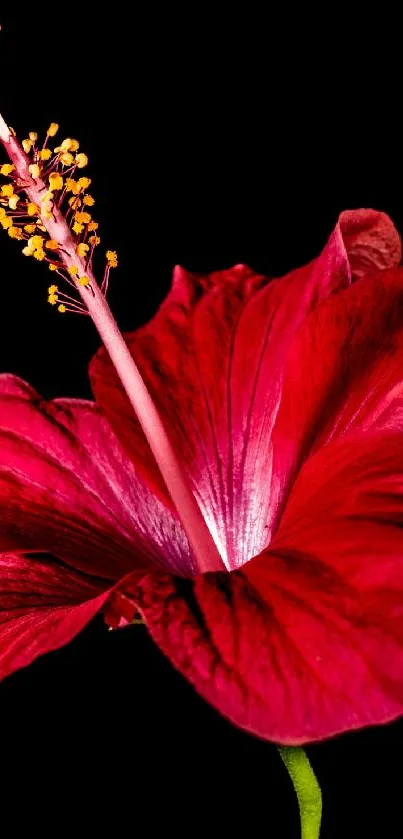 Vibrant red hibiscus flower on black background wallpaper.