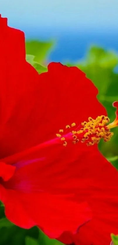 Bright red hibiscus flower with green leaves and blue sky background.