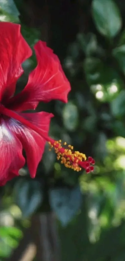 Close-up of vibrant red hibiscus against green leaves.