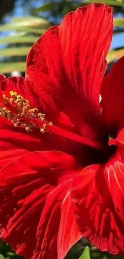 Vibrant red hibiscus flower in sunlight.