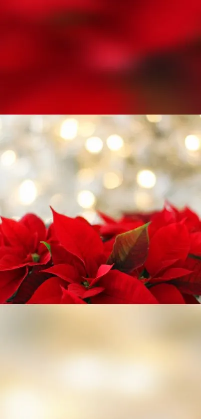 Beautiful red flowers with bokeh lighting in a festive wallpaper design.