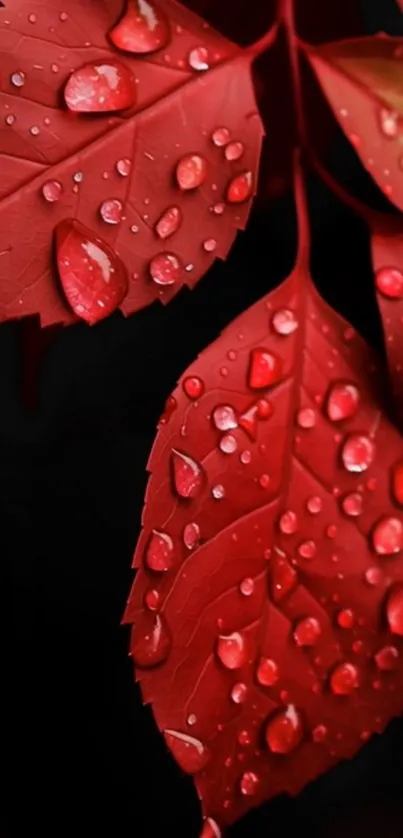 Red leaves with dew droplets, perfect for mobile wallpaper.