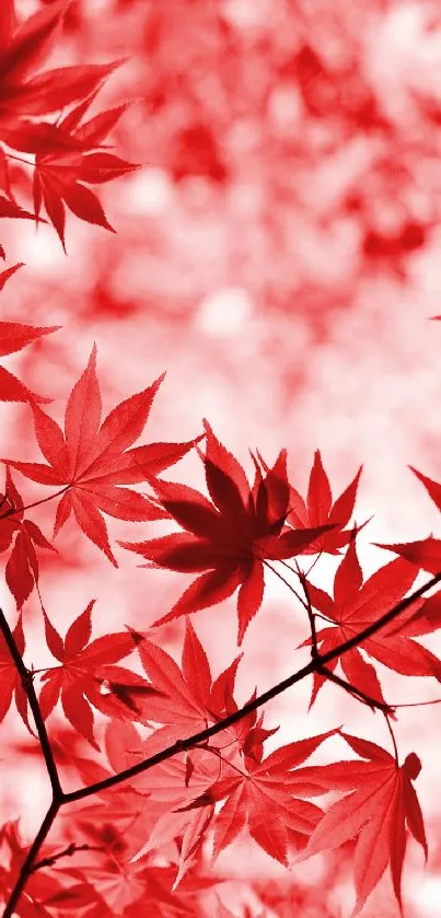 Vibrant red autumn leaves wallpaper for mobile devices.