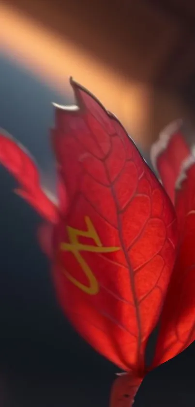 Close-up of a vibrant red leaf with a soft background.