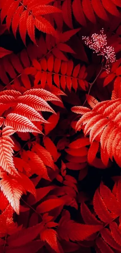 Bold red leaves create a vibrant mobile wallpaper.