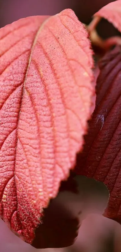 Close-up of textured vibrant red leaf on mobile wallpaper.